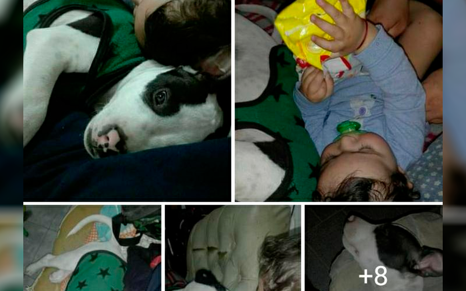 Buscan al perrito de Darian