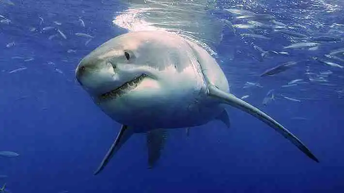 Un buzo murió tras ser atacado por un tiburón en Australia.