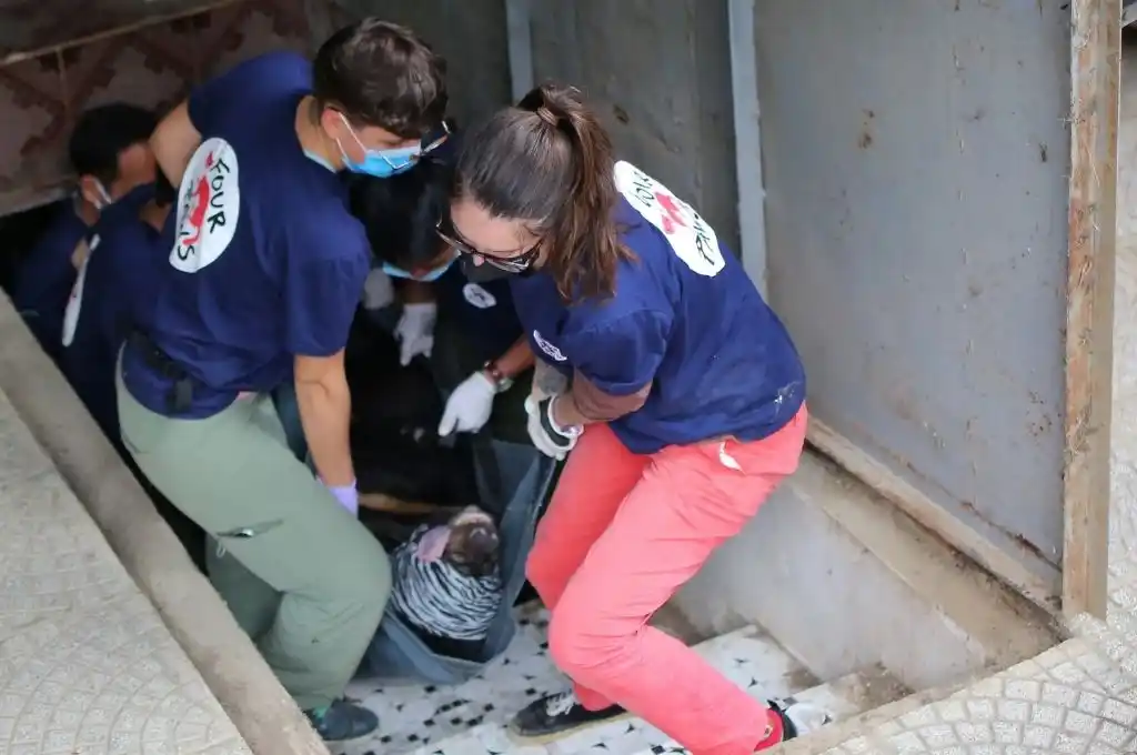 Rescataron a dos osos que estuvieron 17 años encerrados en el sótano de una tienda de ropa