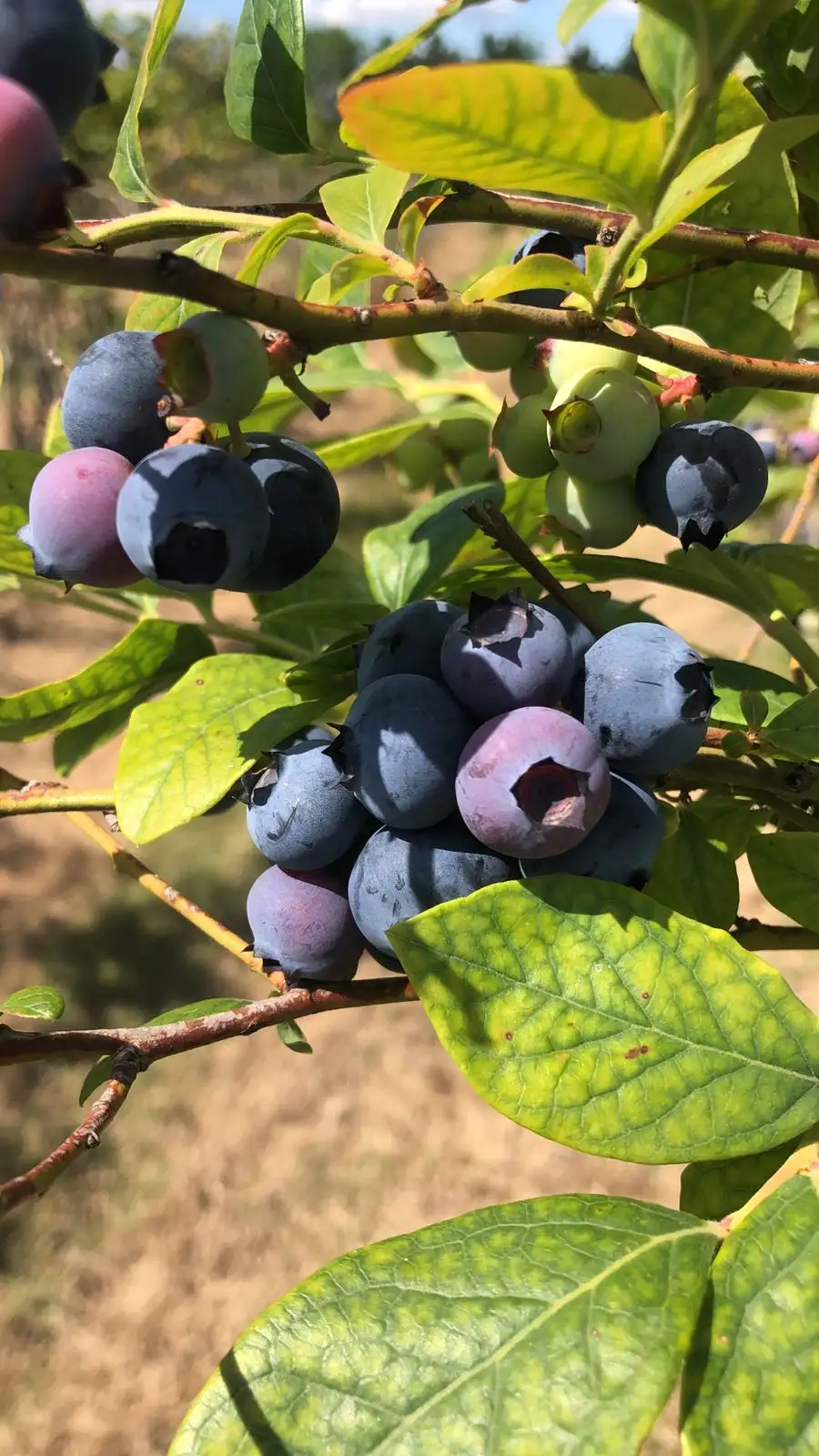 Las bajas temperaturas juegan un papel fundamental en el ciclo de vida de los frutales.