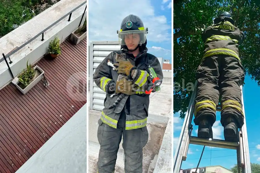 En un fin de semana, los Bomberos tuvieron que rescatar a tres gatos trepados de árboles