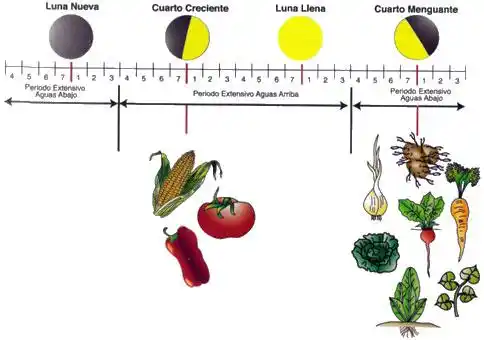 Influencia de la luna en los cultivos: