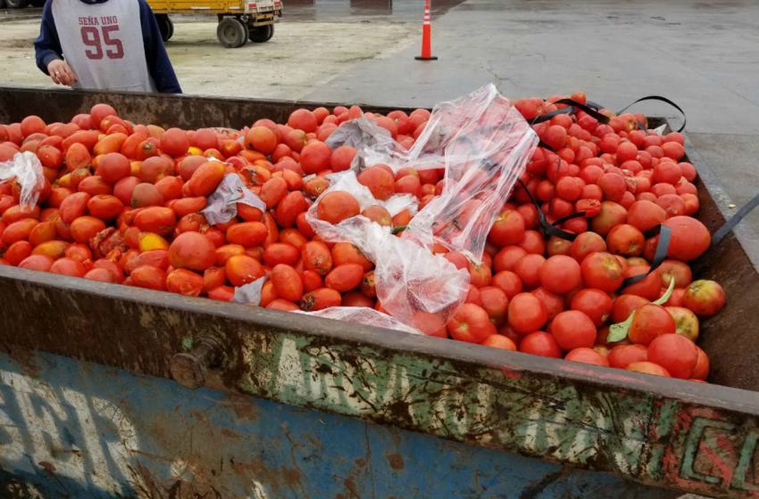 Virus rugoso del tomate: "No produce problemas a la salud pero sí pérdida de producción"