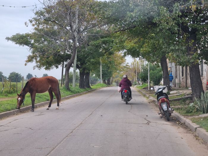 Caballo suelto