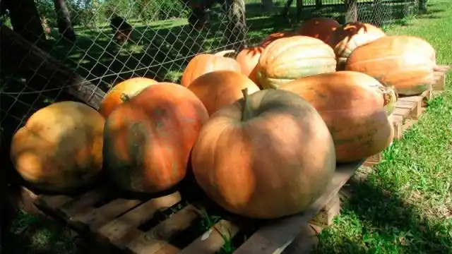 Cosechan en Entre Ríos zapallos gigantes que pesan más de 50 kilos