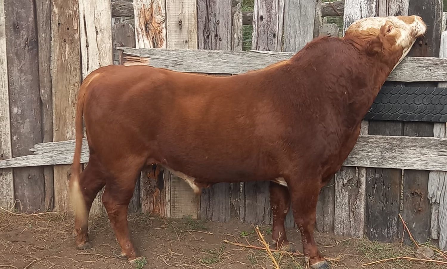 Un toro pampa suelto casi provoca una tragedia en la Ruta 40