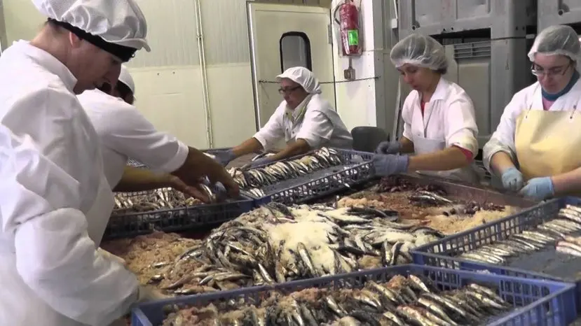 Doce lanchas de Mar del Plata ya están confirmadas para la campaña de anchoa en Necochea