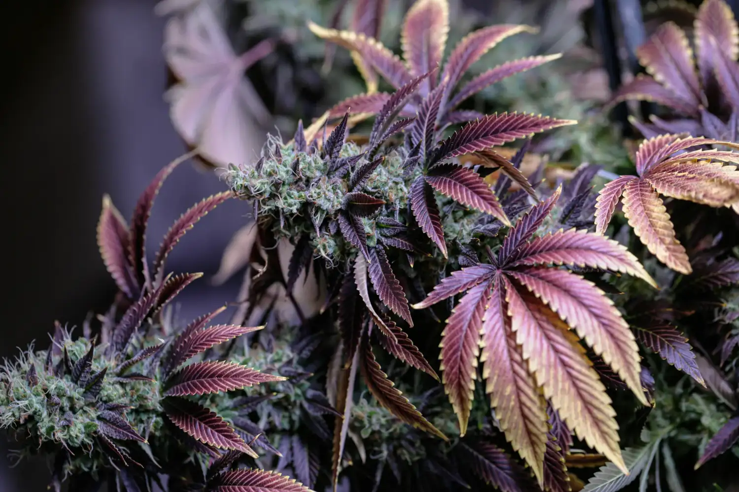 marihuana - 2