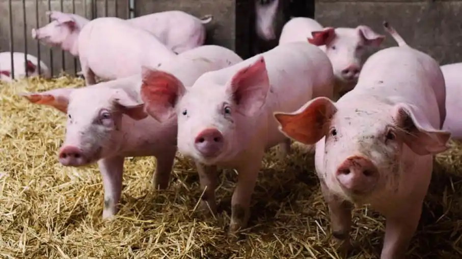 Cuestionamientos al freno de una ley que protegía al sector porcino en Provincia