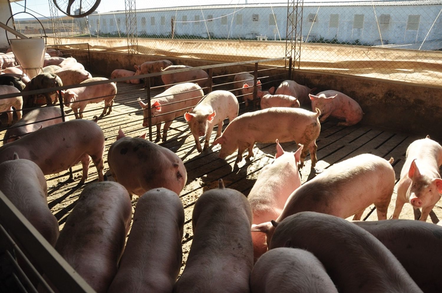 El brote de triquinosis de los chacinados de Salliqueló dejó 118 afectados