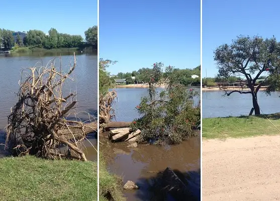 Vecinos “rescataron” un Ceibo en el Parque Unzué: mirá el video 