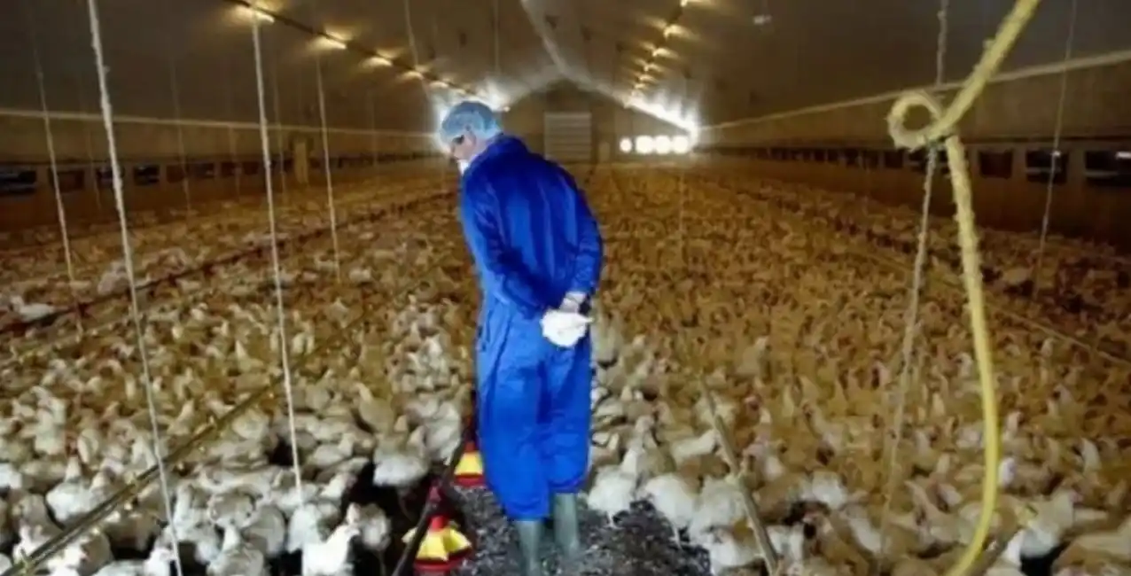 Francia: confinan aves de corral por alerta de gripe aviar