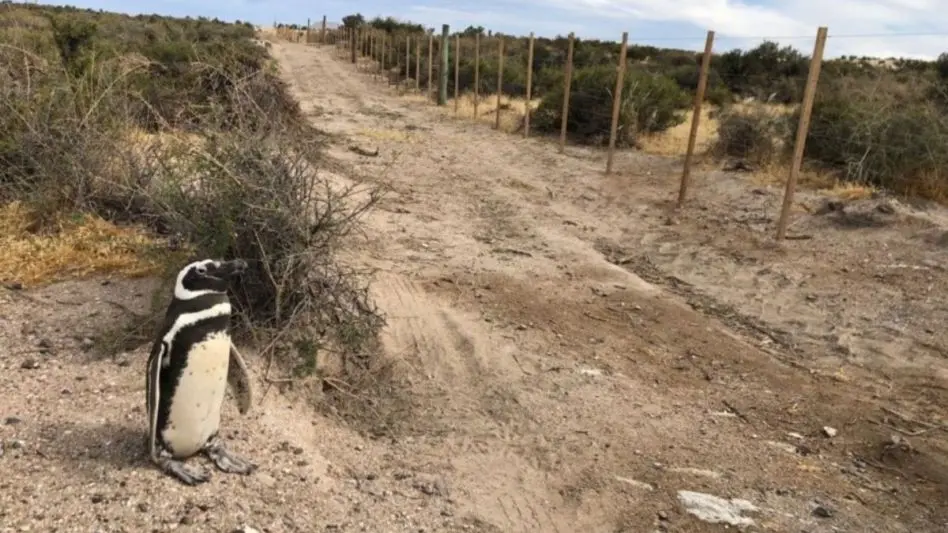 La matanza de pingüinos en Punta Tombo "debería investigarse como delito penal"