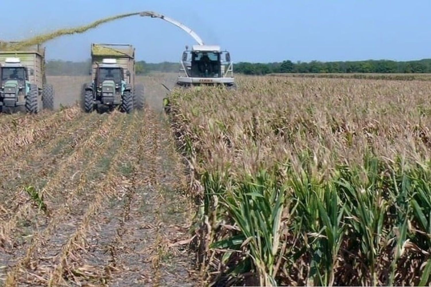 Campo