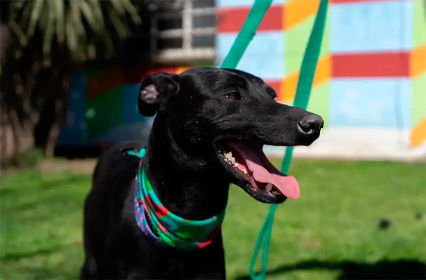 Nuevo cronograma del quirófano móvil y la vacunación antirrábica para animales