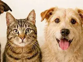 Conciencia Animal realizará una jornada de castraciones el 8 de agosto
