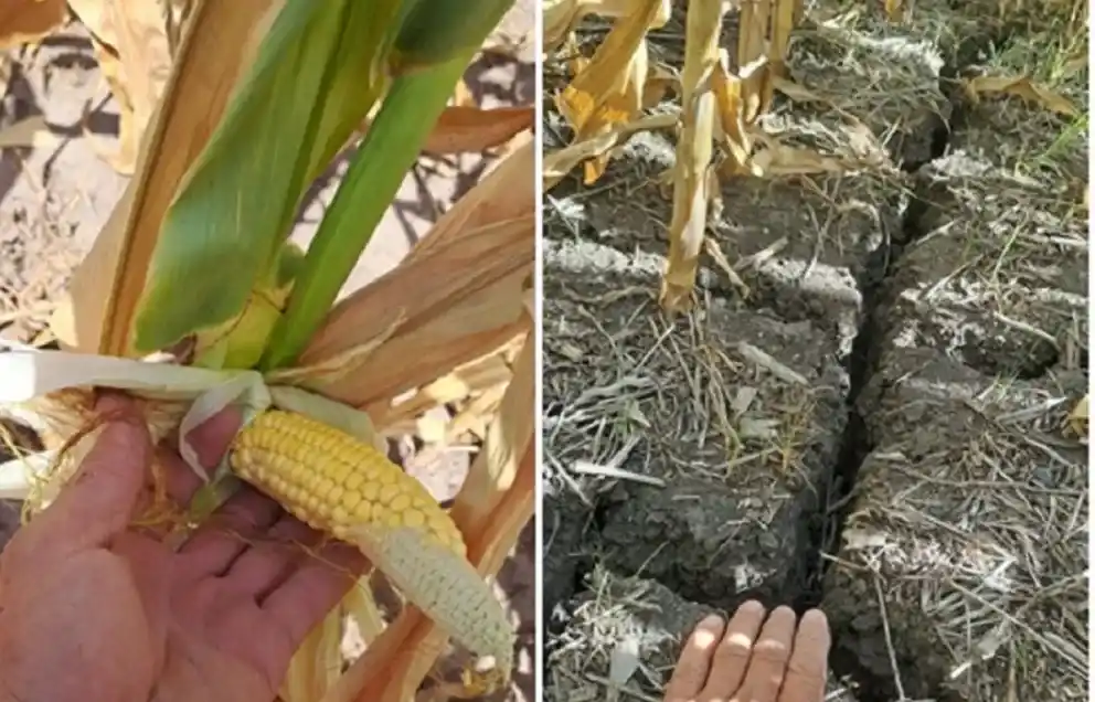 La sequía impactó en el maíz y redujo los rindes en el sur entrerriano, incluido Gualeguay