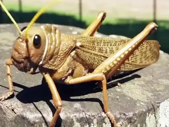 Hace 135 años se puso en marcha el Programa de Tucuras y Langostas.