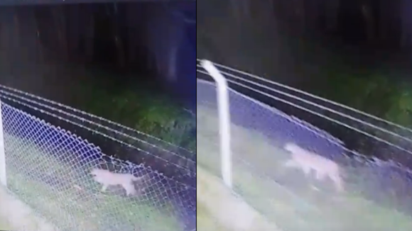 Mar Chiquita: un puma fue captado por cámaras de seguridad en Santa Elena