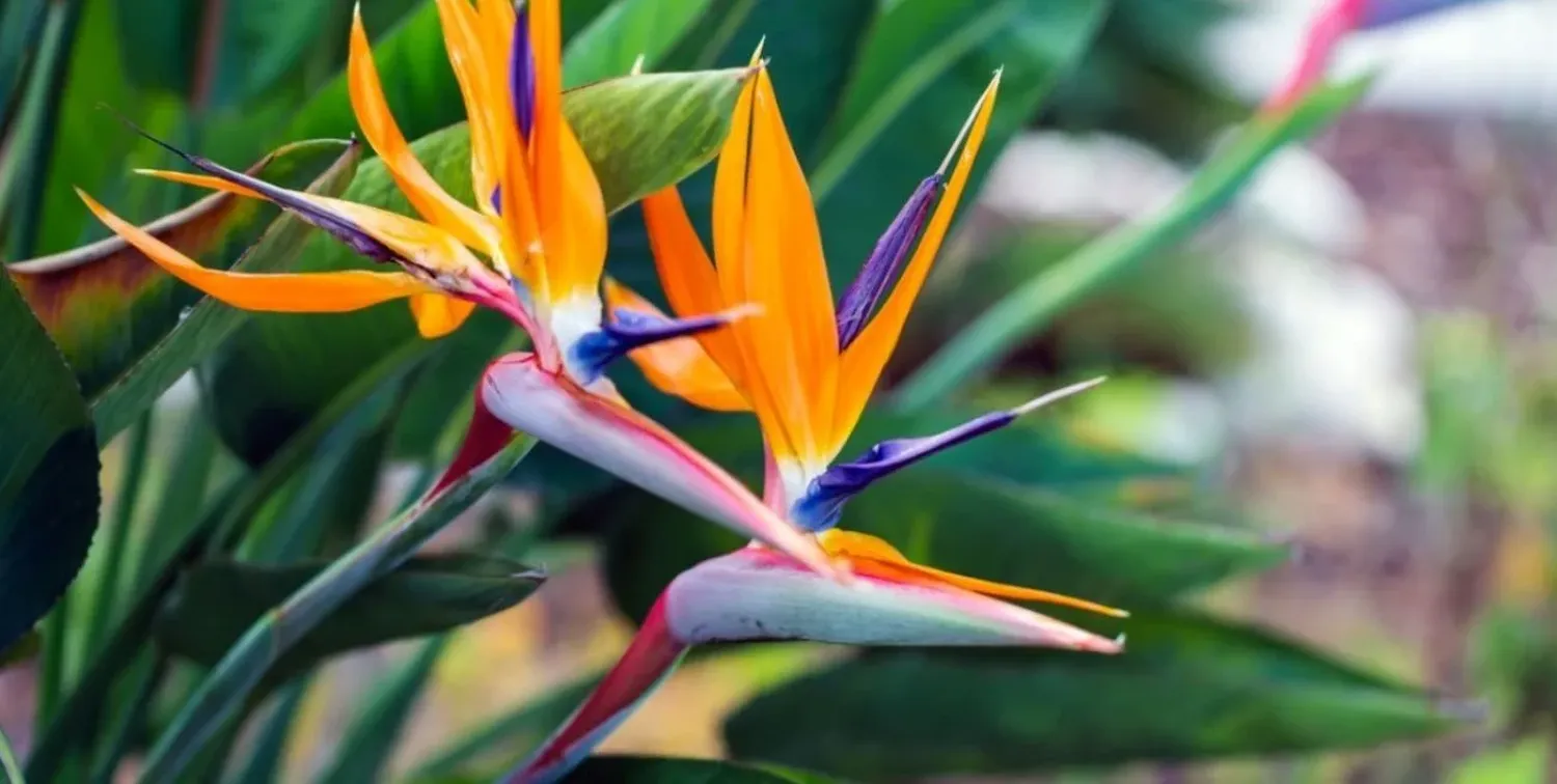 Es una planta de origen tropical que se destaca por la exótica belleza que ofrece en la floración.