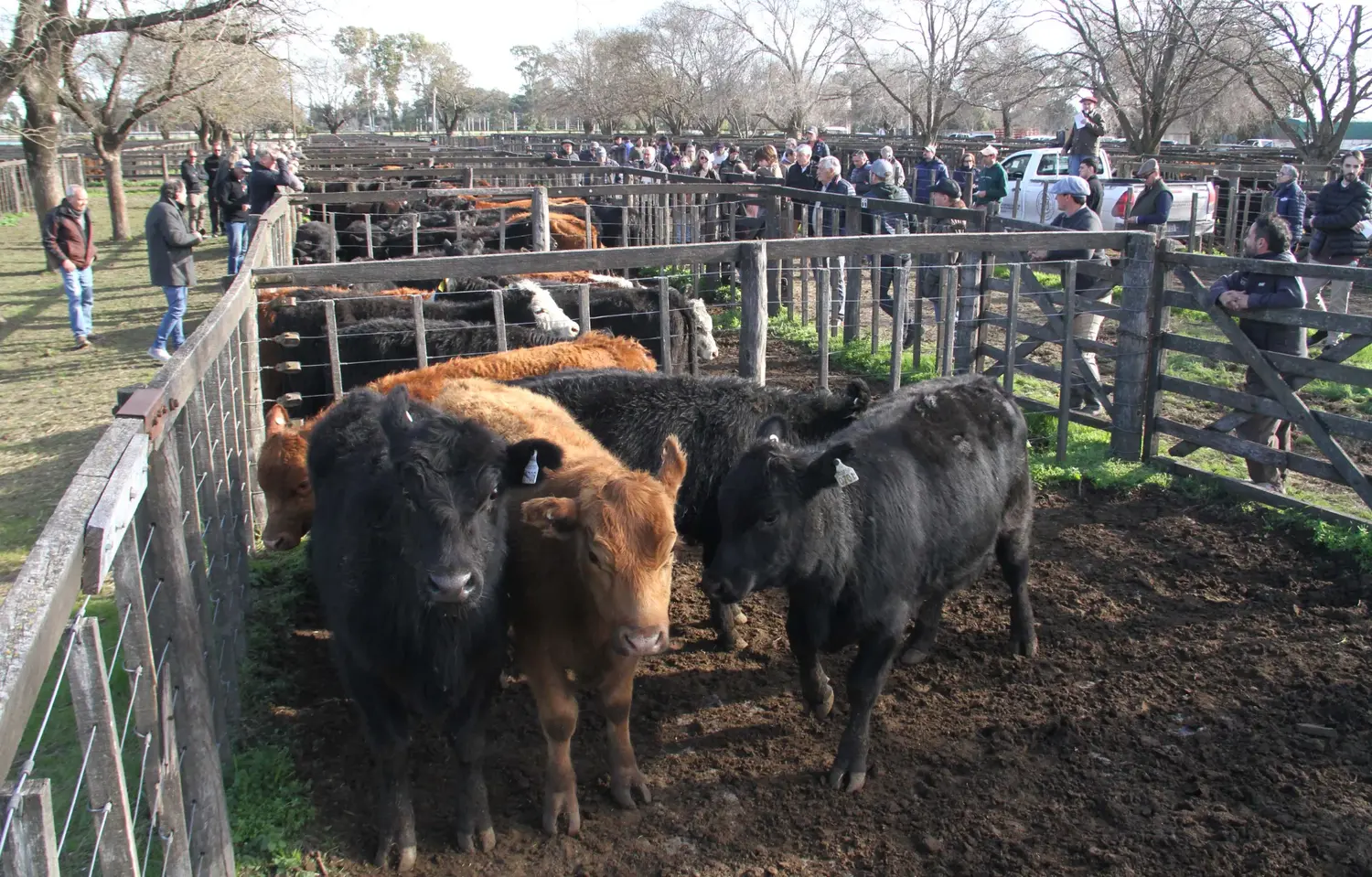 La Agrícola Ganadera empezó a festejar su centenario con un rematazo