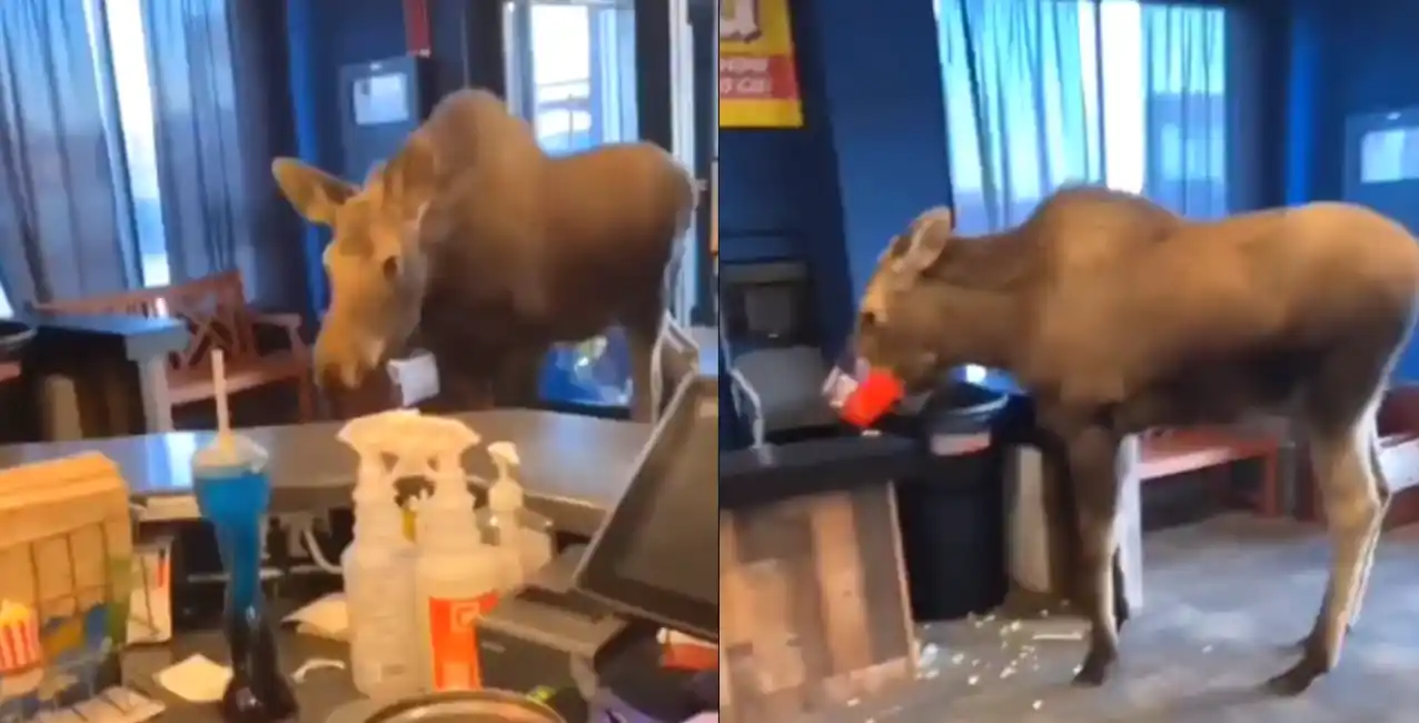 Insólito: un alce entró al cine, robó pochoclos y se volvió viral en las redes sociales