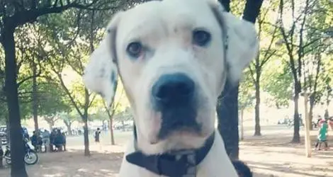 Buscan a Pancho