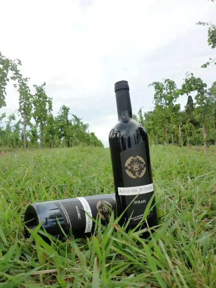 El resurgimiento del vino local