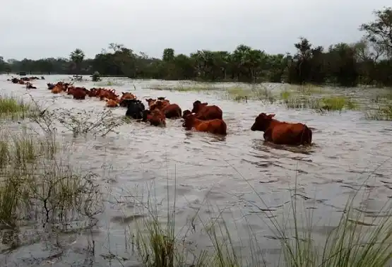 Por la crecida del Paraná, solicitan que saquen a los animales 