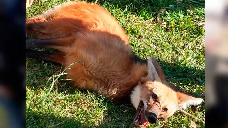 ¿Qué pasó y cómo se encuentra el aguará guazú que capturaron en Paraná?