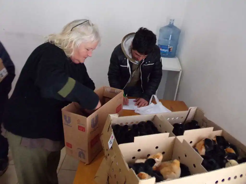 Microemprendedores de Rojas recibieron animales de granja para producción