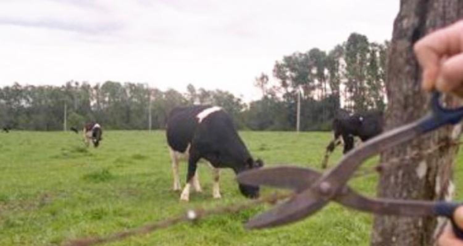 Santa Lucía: desconocidos faenaron dos terneros en el interior de un campo