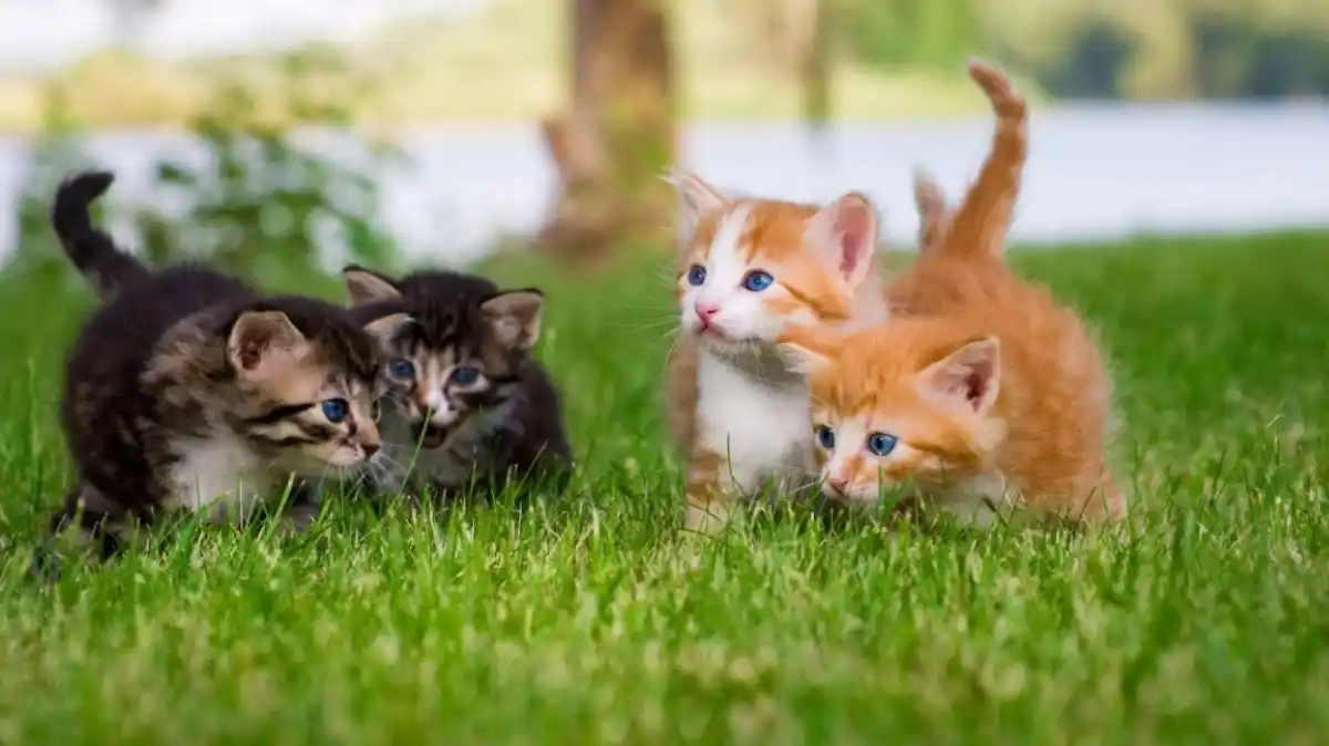 ¿VES GATITOS EN INTERNET? Síguelo haciendo, ES SALUDABLE