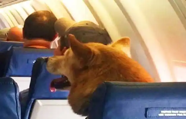 Un perro presentó un reclamo en un aerolínea por el retraso en un vuelo
