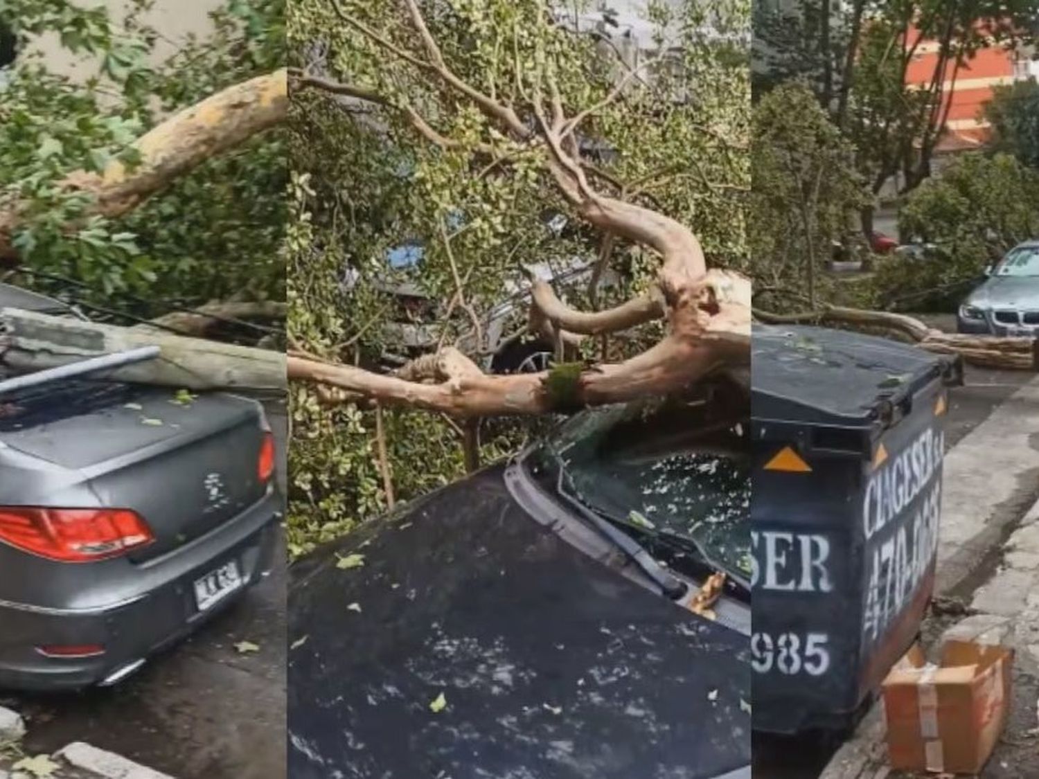 El temporal dejó árboles caídos, autos destrozados y causó inundaciones en Mar del Plata.