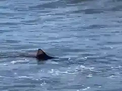 El cazón se encuentra en peligro de extinción y por esa razón es que al sr pescados, los devuelven al mar.