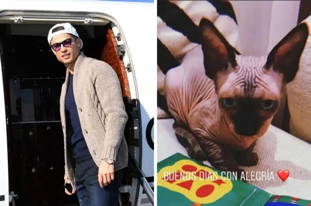 Trasladan en jet privado al gato de Cristiano Ronaldo tras ser atropellado