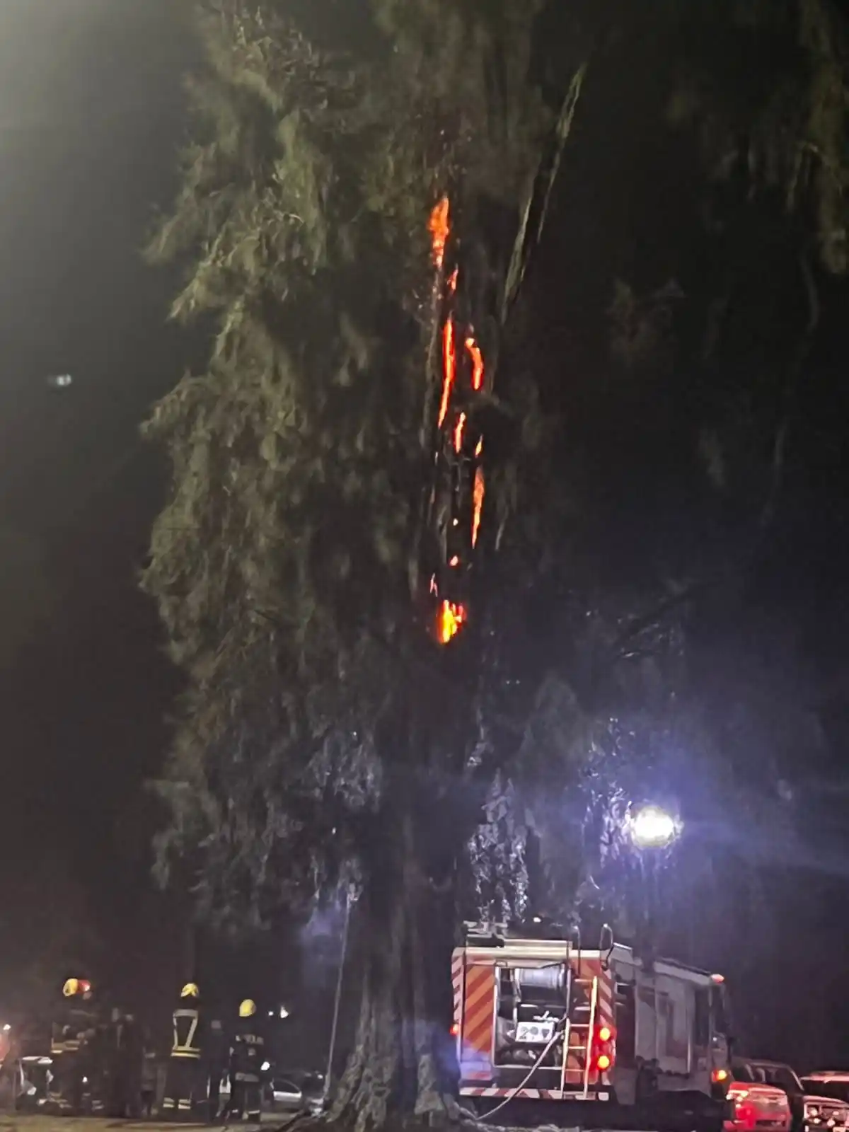 Incendio de un pino en el Parque Quintana