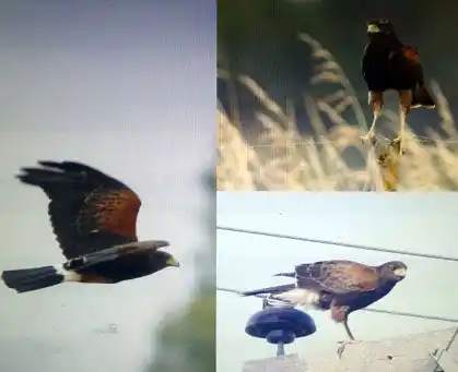 Aves rapaces en la ciudad
