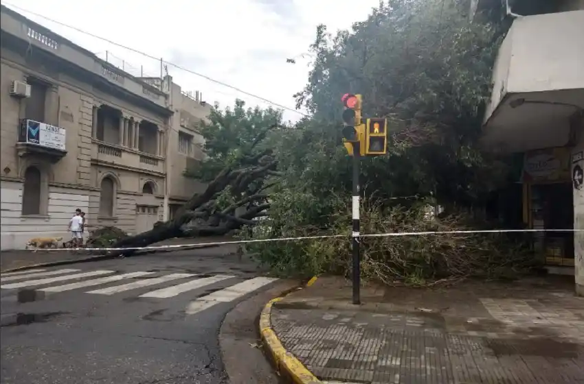 Árboles caídos, calles anegadas y cortes de luz: el saldo de una tormenta que amenazaba ser fuerte