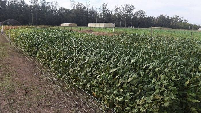 Paralizaron la siembra de  soja en Santa Fe por las altas  temperaturas