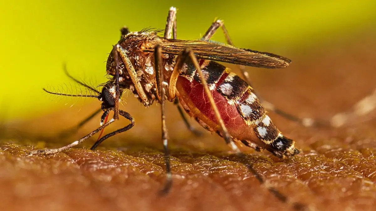 El Ministerio de Salud de la provincia emitió nuevas recomendaciones para prevenir la transmisión del dengue
