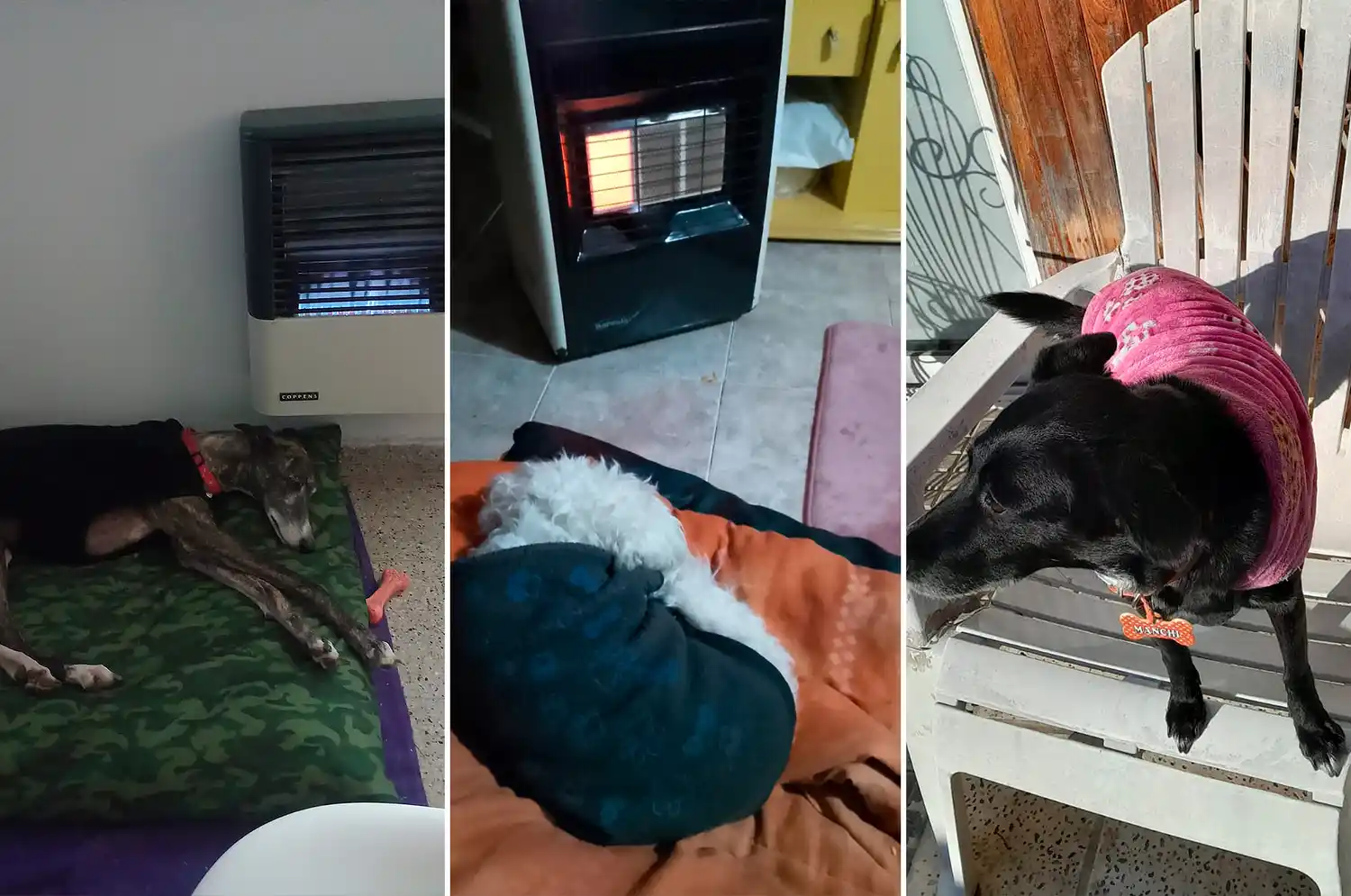 Fotos de oyentes de radio rafaela perros mascotas abrigadas frio - 2