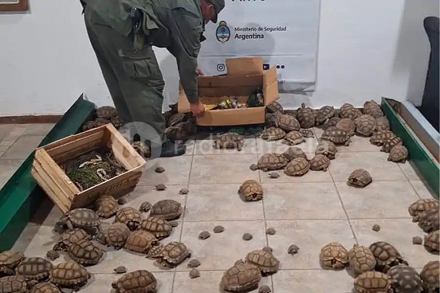 Operativo “Jumanji” de Gendarmería: rescataron tortugas, loros e iguanas