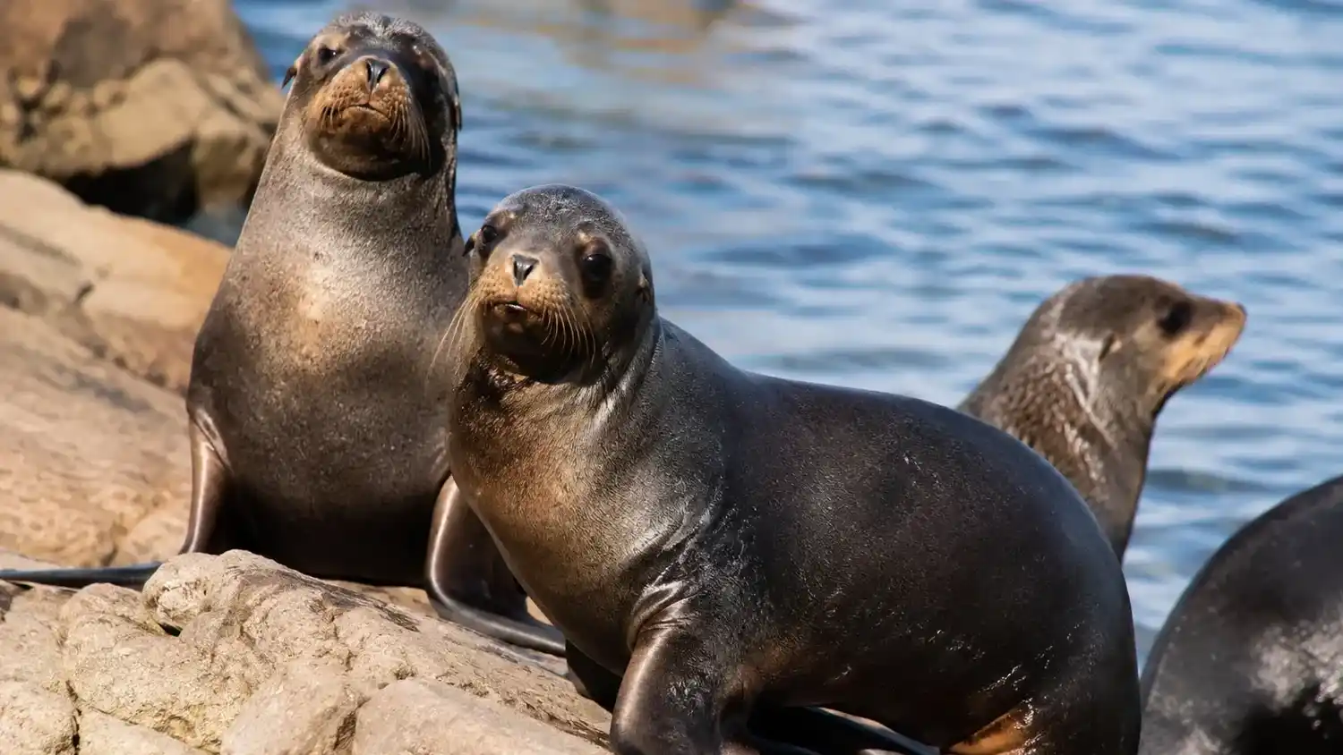 Cuatro lobos marinos que formaban parte del histórico parque acuático iniciaron una nueva vida en Mundo Marino.