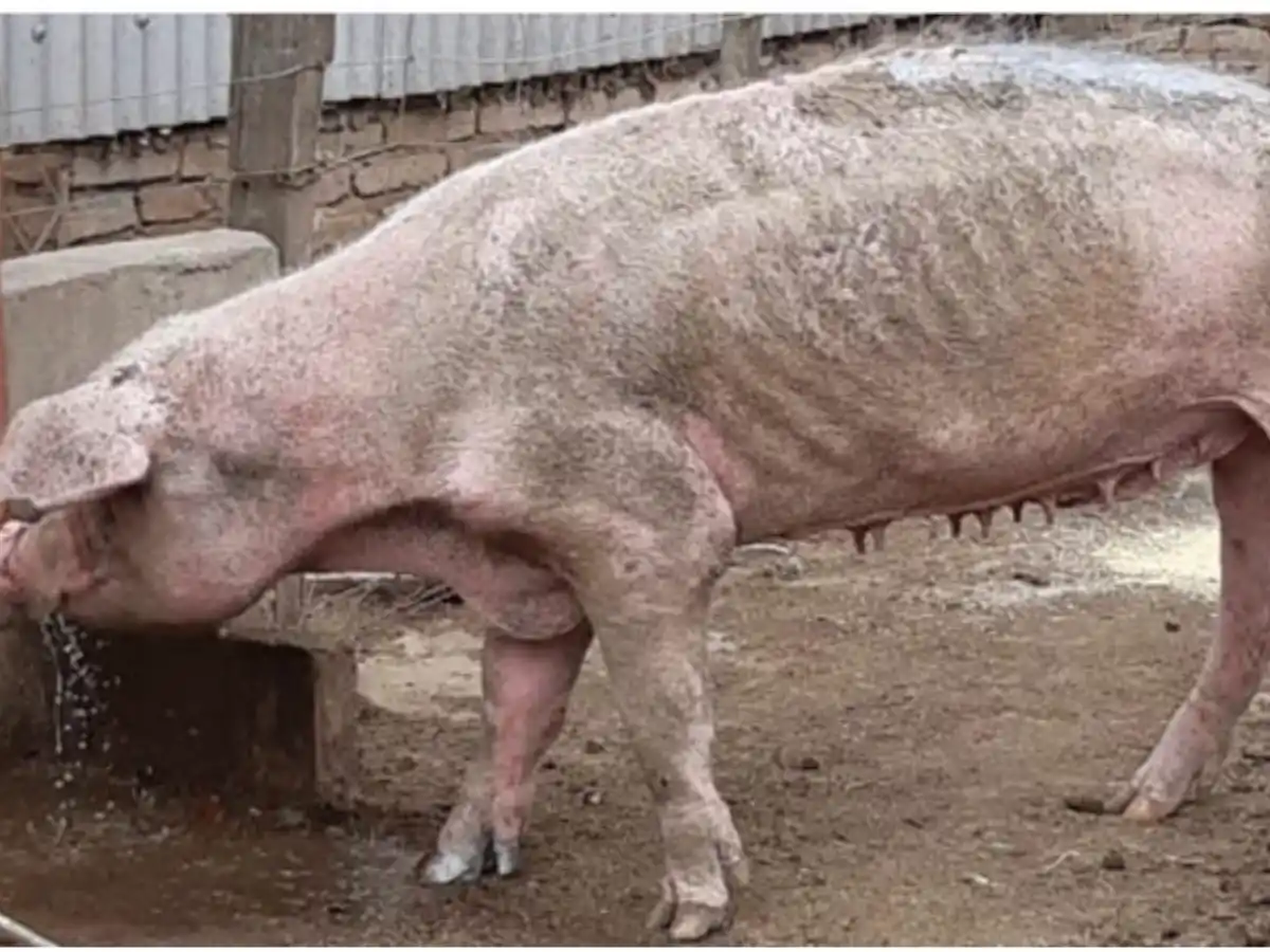 [Video] El cambio rotundo de Enriqueta, la chancha rescatada en abril por desnutrición 