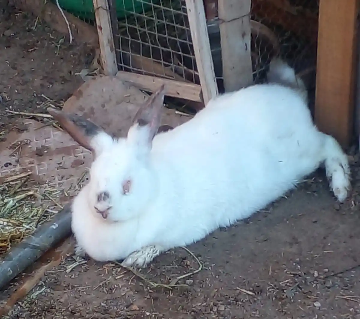 Le robaron el conejo a Jesica