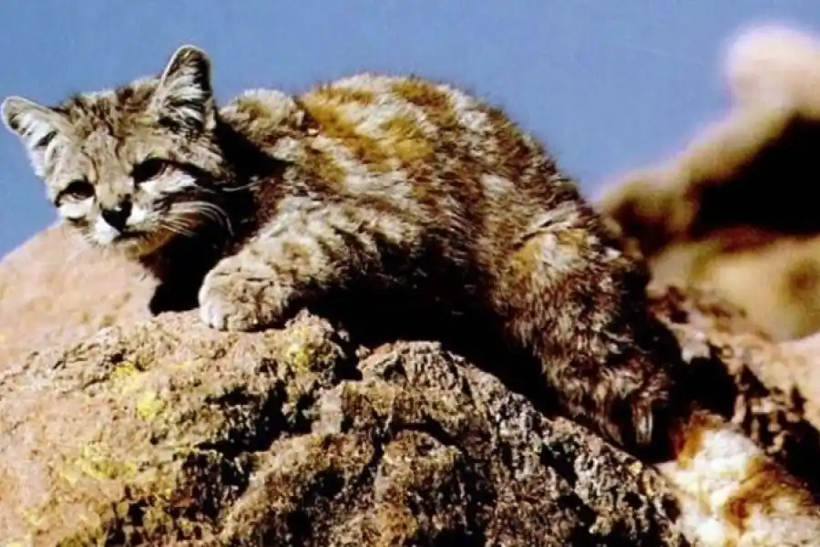 El gato andino fue declarado Monumento Natural Provincial en Jujuy