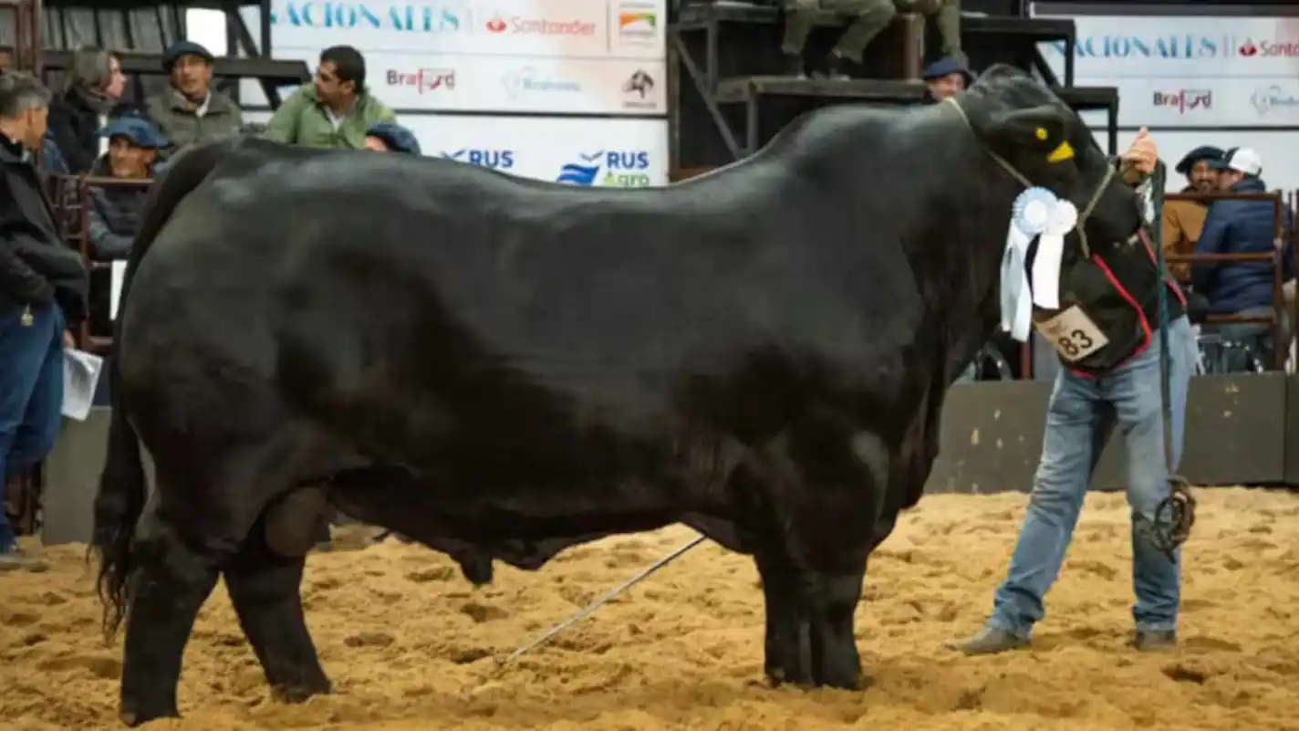 el toro cordobes morocho