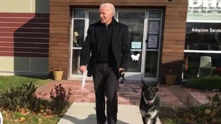 En enero del 2021 llega a la Casa Blanca: Major, el perro ovejero que Joe Biden rescató de un refugio